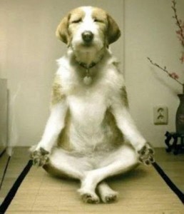 dog-meditating